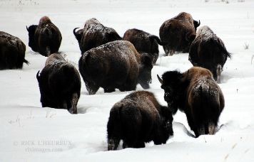 Winter Herd